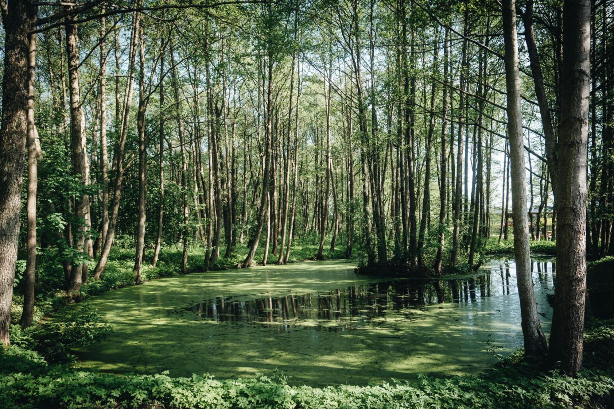 Nemirseta Forest Apartments Palanga Kültér fotó